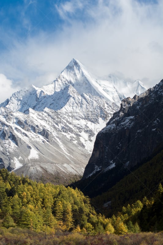 雪,山,秋天,森林,松树,高山辉,垂直画幅,无人,户外,图像