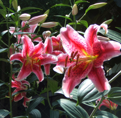 百合花,水平画幅,无人,户外,特写,仅一朵花,植物,彩色图片,大特写,园林