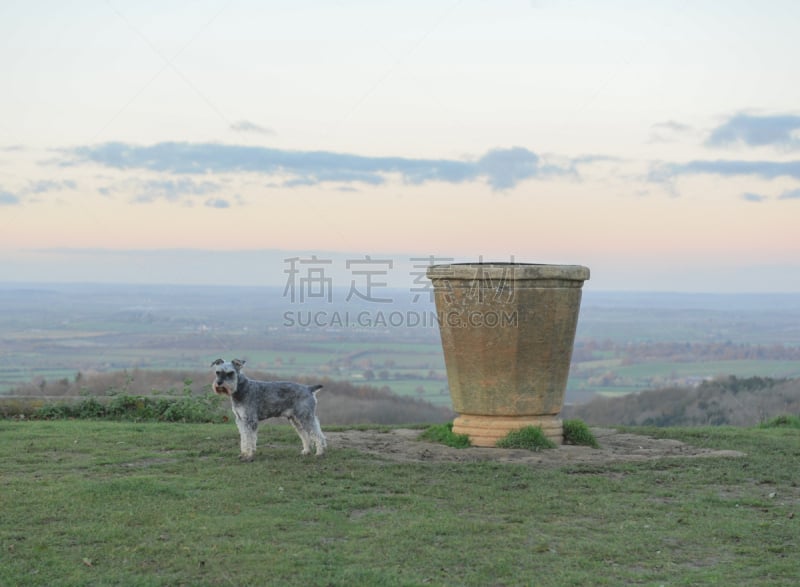 髯犬,科茨沃尔德 ,多佛,在上面,山,圣伯纳犬,奇平坎普登,伊夫舍姆山谷,格洛斯特郡,穗