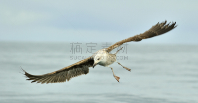 食海藻海鸥,少年早期,黑背鸥,海藻灰,人老心不老,天空,风,水平画幅,鸟类,半空中