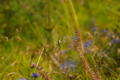 断纹金蛛,水平画幅,黄蜂巢,无人,蜘蛛纲,夏天,草,特写,动物腹部,丝绸