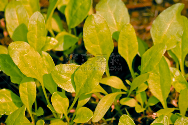 菠菜,水平画幅,无人,红巧梅,户外,抗氧化物,草药,印度,田地,植物