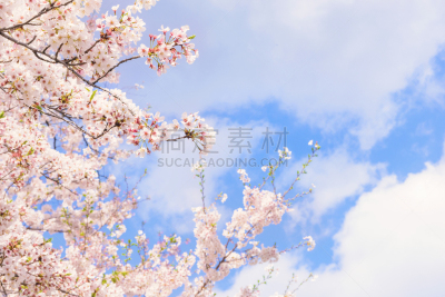 桜の花。日本の象徴的な花木。