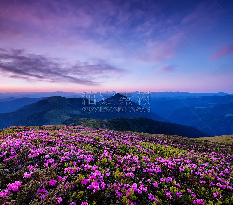 夏天 山 黎明 自然 地形 背景 自然美 花朵 花图片素材下载 稿定素材 夏天 山 黎明 自然 地形 背景 自然美 花朵 花图片素材下载 稿定素材