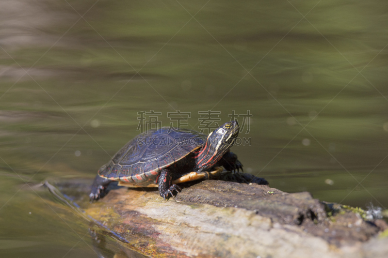 painted turtle,春天,海龟,丑陋,爬行纲,水平画幅,无人,古老的,巨大的,太阳