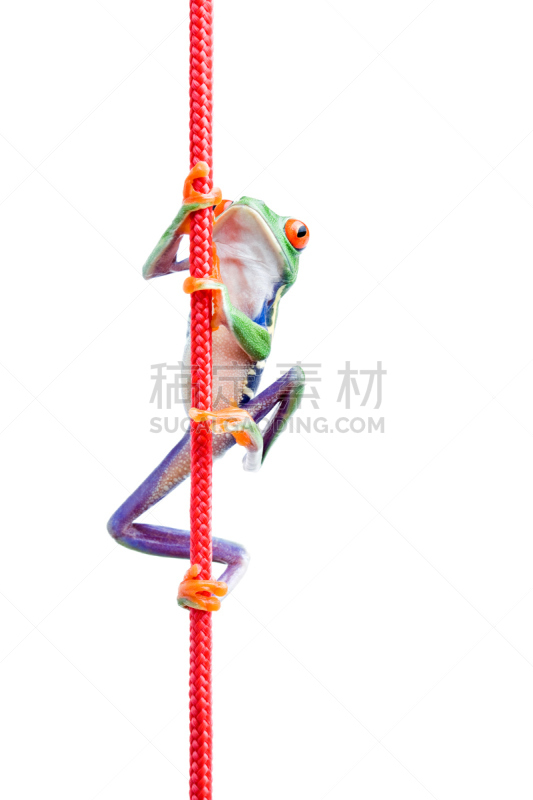 青蛙,爬绳,分离着色,垂直画幅,动物身体部位,决心,特写,弹性,白色,红眼树蛙