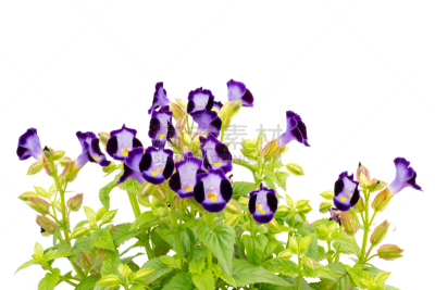 道格拉斯猴子花,水平画幅,无人,园艺,户外,花束,白色,植物,植物学,清新