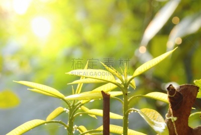 园林,叶子,树干,芒果,水,美,风,水平画幅,形状,水的各种形态