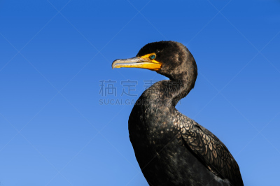 双冠鸬鹚,对称,野生动物,水平画幅,绿色,侧面像,蓝色,鸟类,动物身体部位,肖像