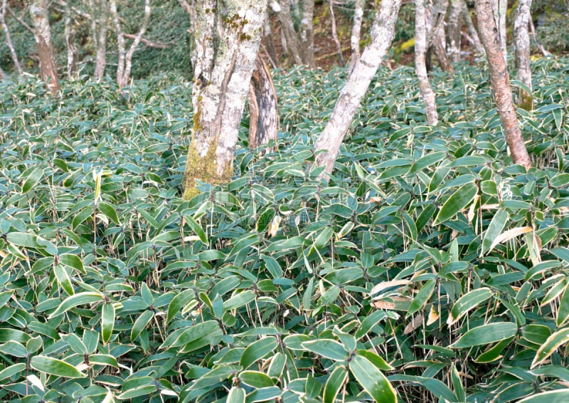 竹,熊,草,山口,水平画幅,山,无人,自然界的状态,户外,徒步旅行