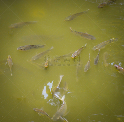 河流,夏天,鱼类,自然,罗非鱼,水,平视角,动物,白昼,游泳