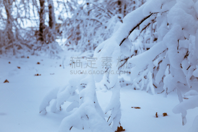 自然,雪,冬天,森林,有包装的,松本市,长野县,水平画幅,无人,日本