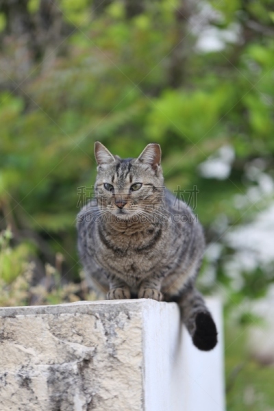 猫,垂直画幅,水,眼睑,动物身体部位,户外,石材,斑驳的,石头,白色