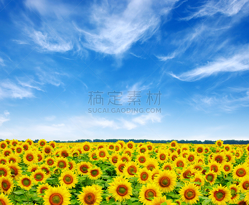 向日葵,天空,水平画幅,无人,夏天,户外,明亮,田地,植物,农业