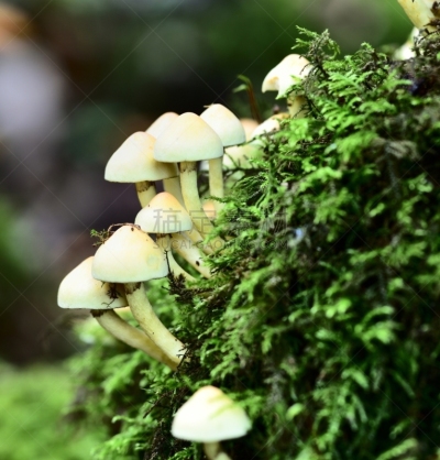 秋天,真菌,垂直画幅,小的,无人,子结构,嫩枝,真菌学,巨大的,蘑菇