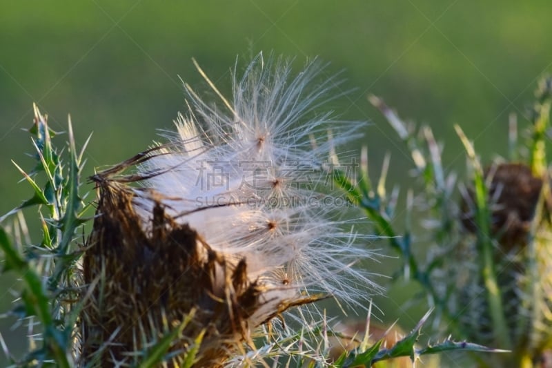 蓟,植物,毛绒绒,种子,农业,自然界的状态,蒲公英,春天,夏天,户外