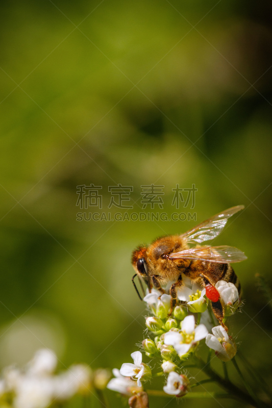 留白,花粉,蜜蜂,蜂箱,蜂蜜,农作物,白色,花,授粉,收集