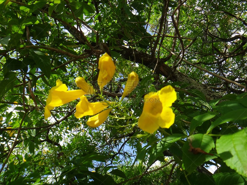 黄色,花蕾,自然,美,芳香的,水平画幅,无人,路边,户外,室内植物