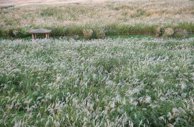 潘帕斯大草原,eel grass,vulpia grass,芒草,观赏草,枝繁叶茂,夏天,沼泽,湖,草