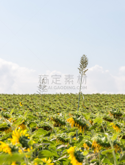 高处,植物,枯萎的,死亡的植物,垂直画幅,天空,无人,古老的,户外,干的