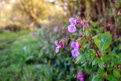 湿,植物,花蕾,凤仙花属植物,香根,花园矮人雕像,生态多样性,铜,野花,露水