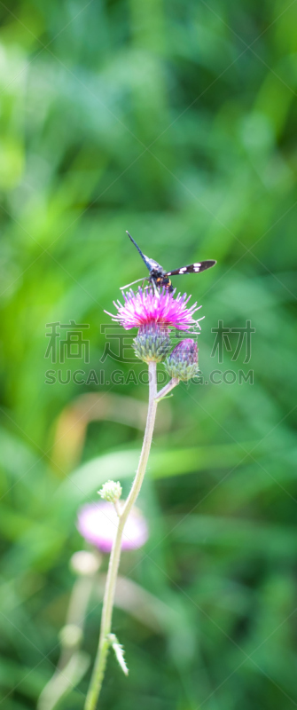 特写,蝴蝶,春天,自然美,垂直画幅,动物身体部位,夏天,草,明亮,白色