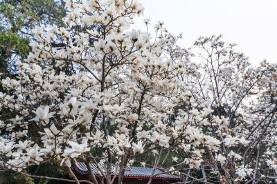 玉兰类,白色,北京市,中山,太庙,嫩枝,故宫,开花植物,园艺展览,花朵