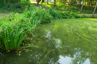 水,绿色,藻青菌,欧洲林蛙,浮游生物,自然,野生动物,水生植物,水平画幅,无人