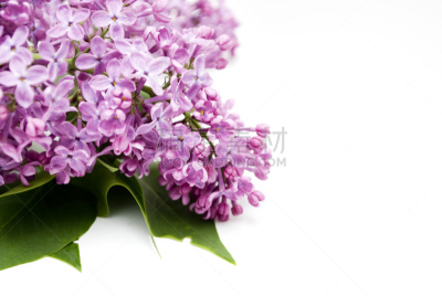 丁香花,白色,春天,芳香的,水平画幅,彩色图片,无人,紫色,风铃草属,粉色