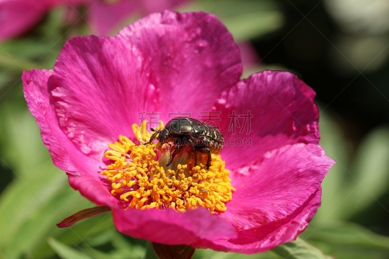 goliath beetle,仅一朵花,牡丹,圣甲虫,水平画幅,无人,玫瑰,特写,植物,甲虫