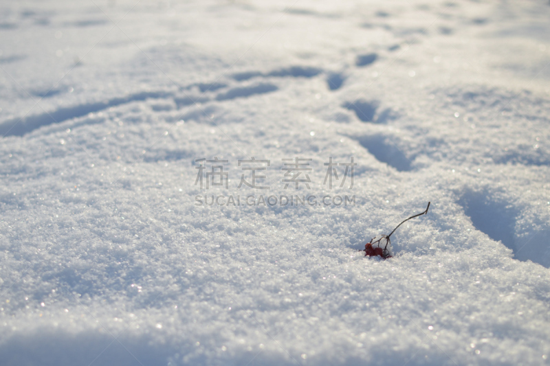 脚印,雪,荚莲属,自然,水平画幅,水果,冬天,无人,灌木,霜