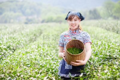 种植园,茶树,可爱的,女孩,印度人,仅成年人,农作物,青年人,清新,女人
