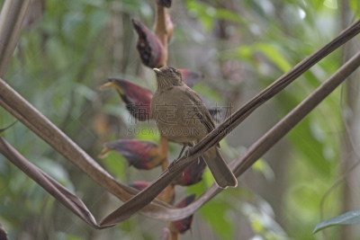 知更鸟,儿童游戏陶土,雨林,Tortuguero National Park,里蒙省,画眉,美,水平画幅,无人