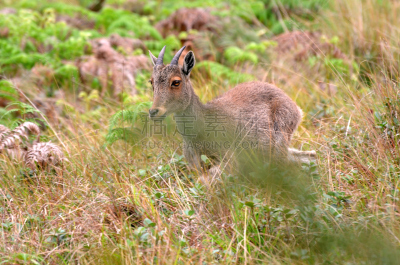 喀拉拉邦,印度,慕那尔,野山羊,顶部,山,褐色,水平画幅,nilgiri tahr,野生动物保护