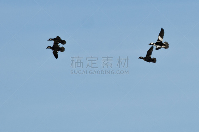 蓝色,鸭子,羊群,天空,自然,野生动物,水平画幅,巨头鹊鸭鸭,鸟类,野外动物