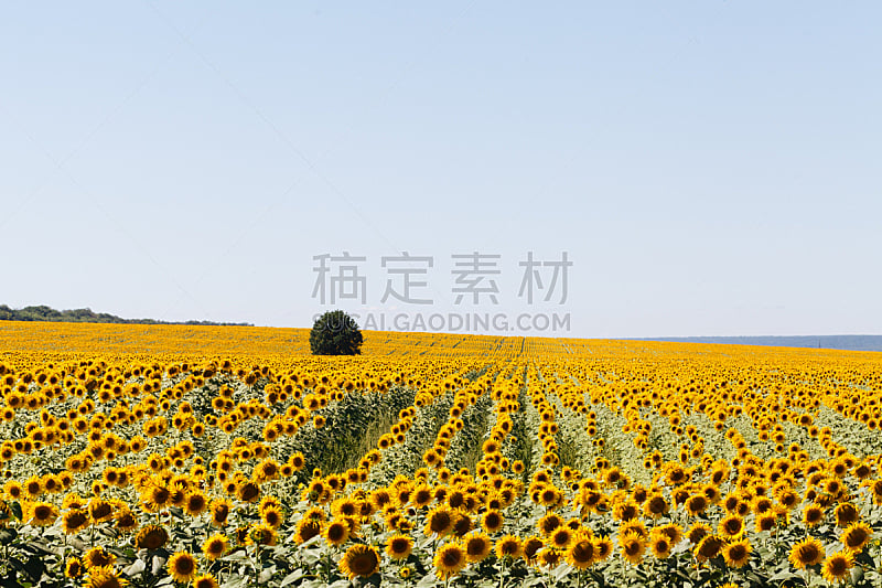 向日葵,夏天,田地,水平画幅,无人,户外,太阳,俄罗斯,植物,黄色