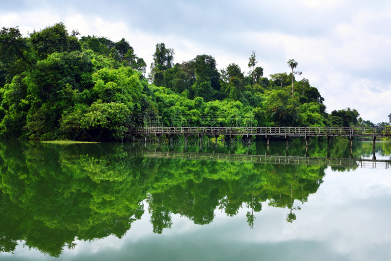 水,天空,泰国,森林,居住区,水平画幅,枝繁叶茂,运河,旅行者,户外