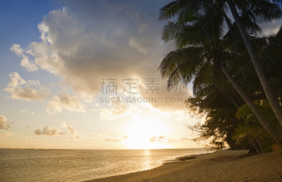 岛,鸡尾酒,拉罗汤加岛,扇形棕榈,库克群岛,南太平洋,异国情调,棕榈树,明亮,被抛弃的