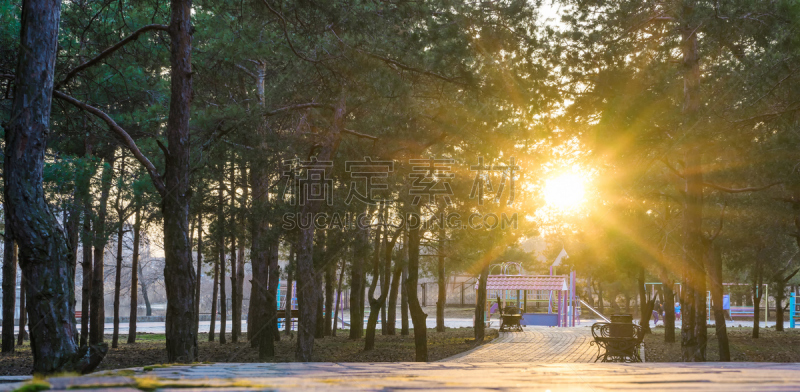 小路,泉,派克大街,公园,水平画幅,夏天,户外,云杉,松科,枝