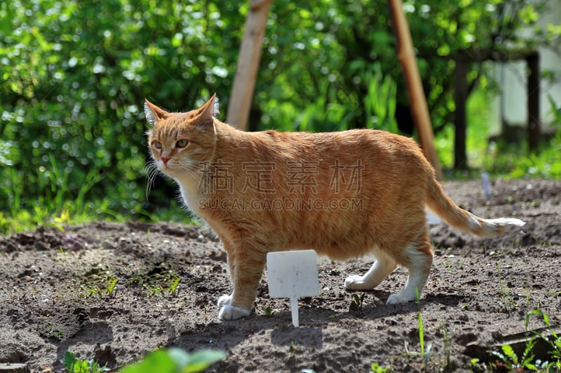 自然,猫,腰部以下,氦,marpesia harmonia,可爱的,野生动物,肖像,橙色,哺乳纲