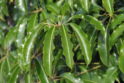 遮阳伞,皇后伞树,自然,水平画幅,绿色,无人,特写,植物茎,植物,常绿树