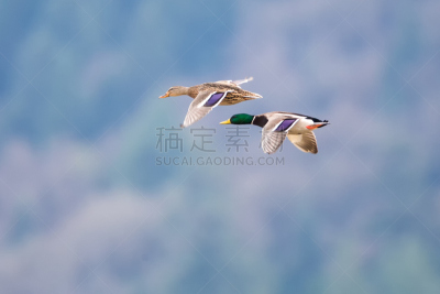 大不列颠哥伦比亚,野鸭,水,天空,褐色,食肉鸟,水平画幅,符号,鸟类,海产