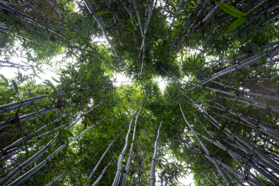 竹,树冠,风水,禅宗,水平画幅,枝繁叶茂,无人,热带雨林,东亚,户外