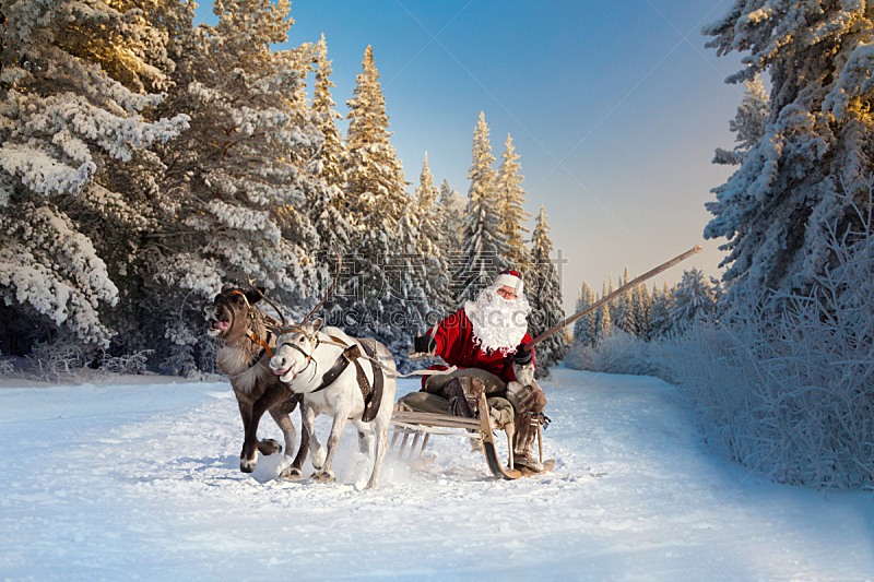 圣诞老人,森林,动物雪车,雪橇,鹿,鹿角,雄鹿,有角的,仙女,雪