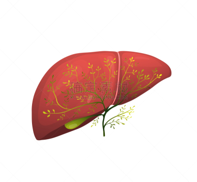 肝脏,有机食品,健康食物,概念,绿色,生物学,素食,有序,健康保健