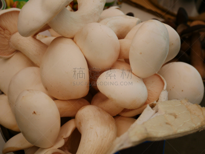 白蘑菇,选择对焦,褐色,水平画幅,无人,苔藓,泥土,生食,户外,草