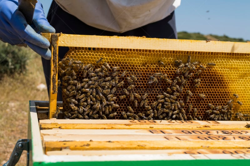 beekeeper,蜂箱,蜂王浆,蜂蜡,自然,天空,水平画幅,绿色,蜜蜂,蓝色