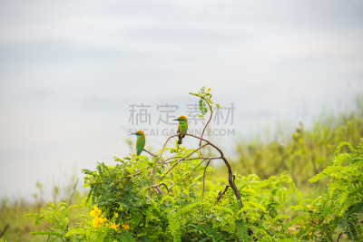 也拉,食蜂鸟,绿色,小方食蜂鸟,自然,水平画幅,斯里兰卡,鸟类,户外,印度
