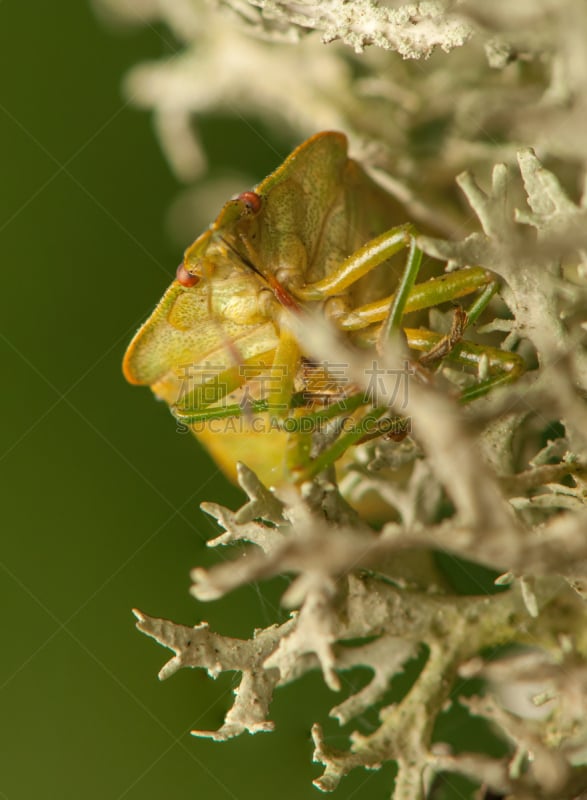 green shield bug,盾蝽,半翅目,自然,垂直画幅,野生动物,小的,无人,嫩枝,节肢动物