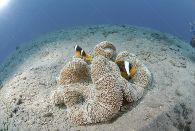 红海,海葵,共栖,热带鱼,水平画幅,无人,水下,野外动物,海洋生命,海鱼